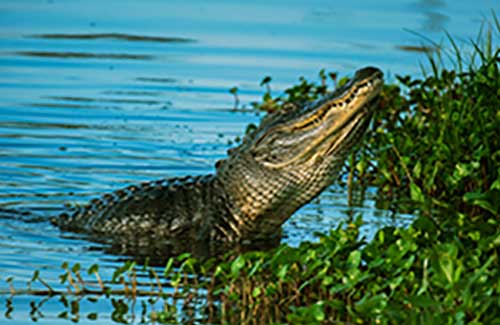 <h1>Alligator Hunting</h1>