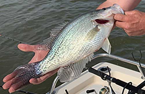 <h1>Crappie Fishing</h1>